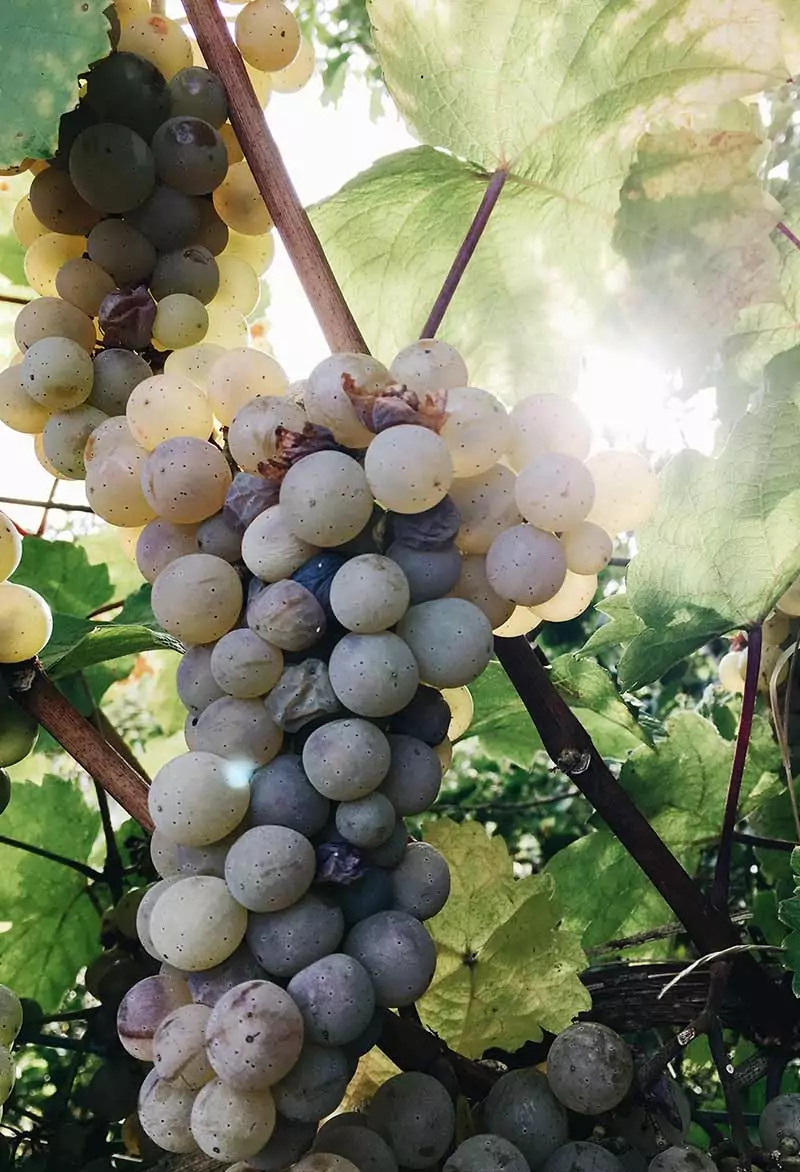 Grapes